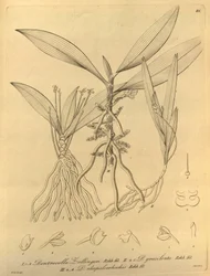Ce fichier provient de la Bibliothèque du patrimoine de la biodiversité, et est disponible en ligne sur biodiversitylibrary.org/page/696486