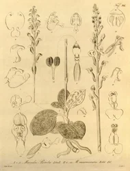Ce fichier provient de la Bibliothèque de la biodiversité et est disponible en ligne sur biodiversitylibrary.org/page/696496