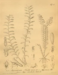 Illustrations d