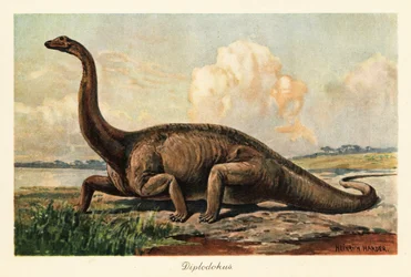 Diplodocus longus éteint sur les plaines