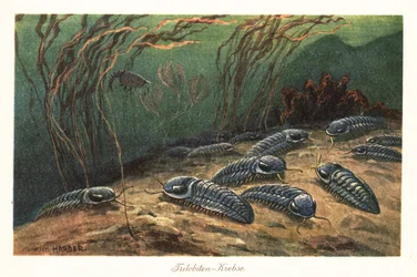 Trilobites éteints sur le fond de l