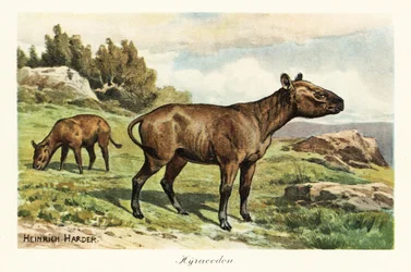 Hyracodon, genre éteint de mammifère ressemblant à un poney, Oligocène