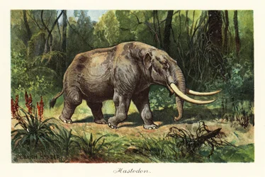Mastodonte du genre éteint Mammuthus, 1908
