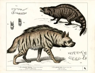 Civette africaine et hyène rayée avec détails anatomiques