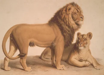 Le Lion / Felis Leo