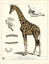 Girafe avec détails anatomiques