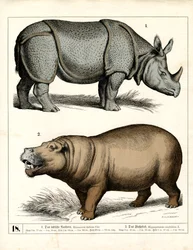 Rhinocéros et hippopotames indiens