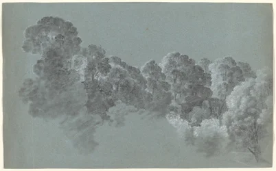Cimes des arbres de la forêt frappées par la lumière