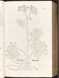 Angélique sauvage, illustration de De historia stirpium commentarii insignes par Leonhart Fuchs, 1542