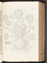 Cyclamen, illustration de De historia stirpium commentarii insignes par Leonhart Fuchs, 1542