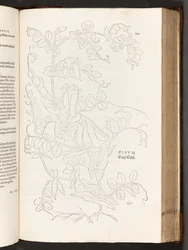 Pois, illustration de De historia stirpium commentarii insignes par Leonhart Fuchs, 1542
