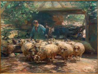 Sortie du troupeau de moutons