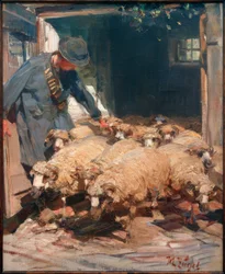Berger laissant sortir les moutons de l