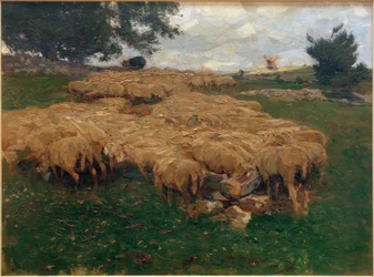 Troupeau de moutons sur l