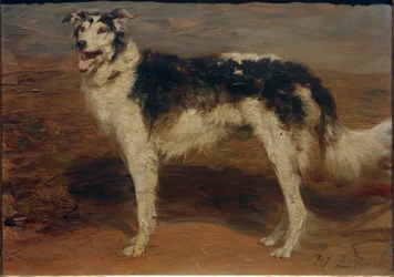 Lévrier