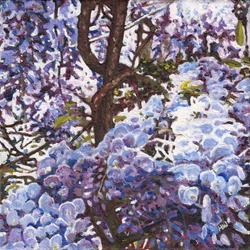 Glycine Bleue