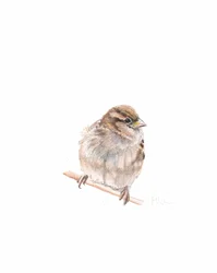 Moineau femelle III, 2022