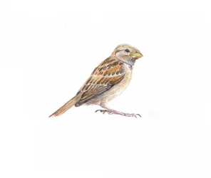 Moineau femelle II, 2022