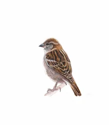 Moineau femelle I, 2022