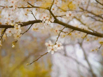Printemps doré, 2019