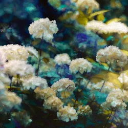 Hortensias célestes