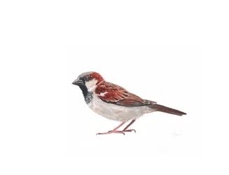 Moineau mâle II, 2022
