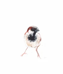 Moineau mâle I, 2022