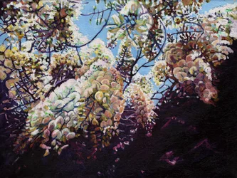 Glycine blanche