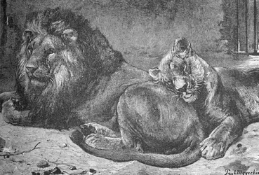 Lion et lionne, c1900