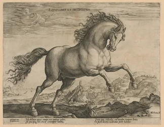 Cheval sauvage