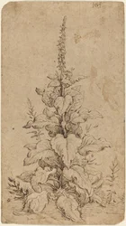 Une digitale en fleur
