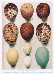Œufs : épervier : crécerelle : etc., illustration de British Birds par Kirkman et Jourdain, 1966