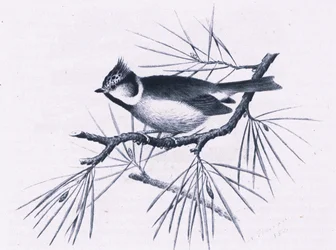 Mésanges huppées écossaises, Nature en Grande-Bretagne publiée par Collins, 1946