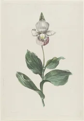 Orchidée Sabot de Vénus (Cypripedium reginae Walter)