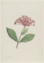 Ixora coccinea