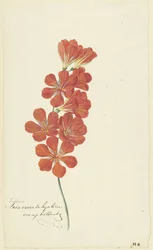 Tritonia Crocata (Freesia de feu)