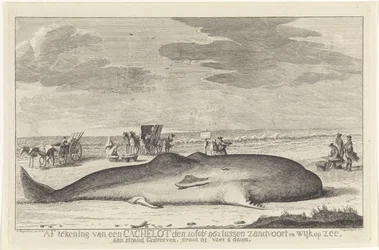 Cachalot échoué