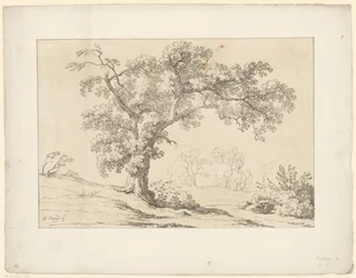 Arbre dans un paysage