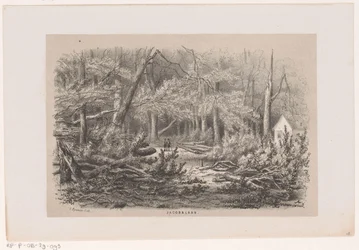Omgewaaide bomen aan de Jacobalaan, na de storm van 28 mei 1860