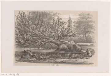 Arbre renversé près de la Koekamp, après la tempête du 28 mai 1860