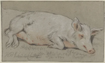 Cochon couché