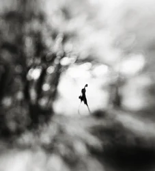 Une silhouette solitaire et éthérée