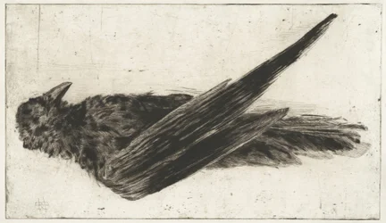 Le grand corbeau suspendu