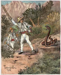 Attaque de serpent