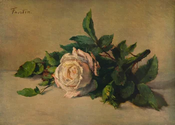 Rose blanche, vers 1863, 1938