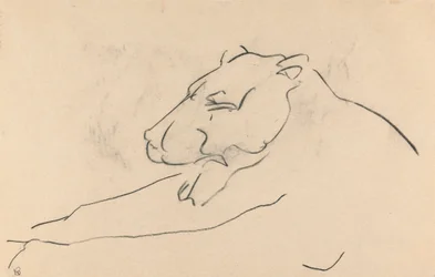 Lionne allongée