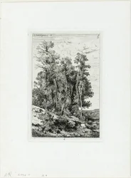 Bouleaux et chênes