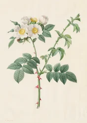Églantier ou Rosier des chiens Rosa Leucantha, 1817-1824