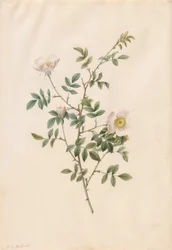 Églantier ou Rosier des chiens Rosa Sepium Rosea, 1817-1824