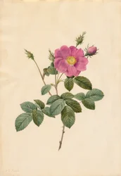 Rose chou Rosa Centifolia Simplex, 1817-1824